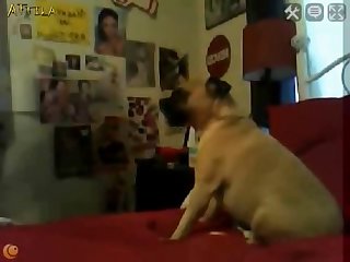 Porno Gay Zoofilia Perro