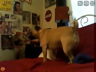 Porno Gay Zoofilia Perro