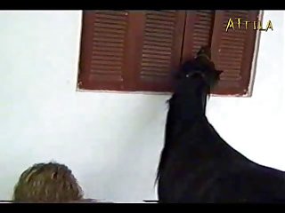 Zoofilia Mulher Transando Com Animais