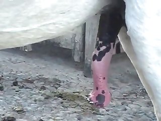 The Young Woman Did Not Anticipate The Stallion's