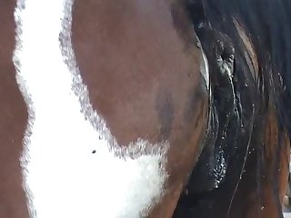 The Young Woman Did Not Anticipate The Stallion's
