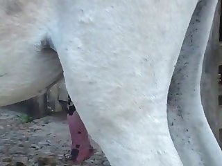 The Young Woman Did Not Anticipate The Stallion's