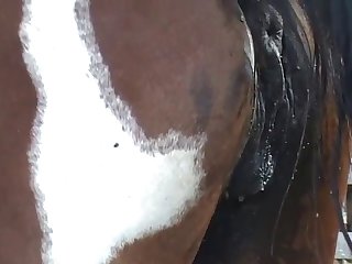 The Young Woman Did Not Anticipate The Stallion's