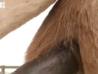 Then I Felt That Huge Horse Cock As It Parted My Lips