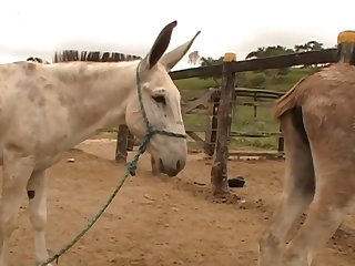 Then I Felt That Huge Horse Cock As It Parted My Lips