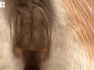 Then I Felt That Huge Horse Cock As It Parted My Lips