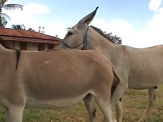 I Felt That Huge Horse Cock As It Throbbed Inside My