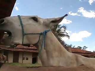 I Felt That Huge Horse Cock As It Throbbed Inside My