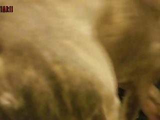 Animal Porn Game