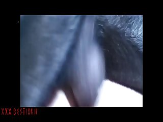 Huge Tit Dog Fuck