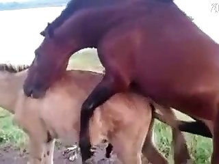 Teen Fuck Dog Bathroom