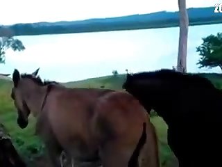 Teen Fuck Dog Bathroom