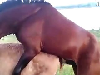 Teen Fuck Dog Bathroom