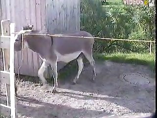 Dog Fuck Pussy Cum