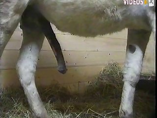 Dog Fuck Pussy Cum