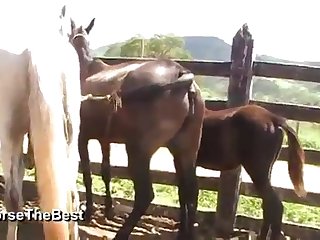 Impassioned Breathing Of Horse Owner