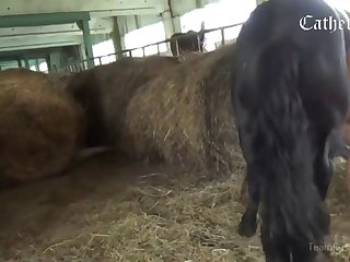 Dog Licking Owners Ass
