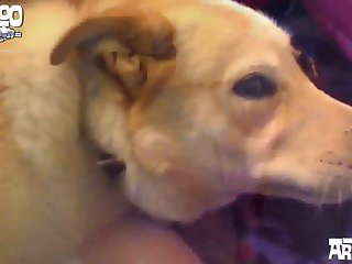 Perverted Pup Porn
