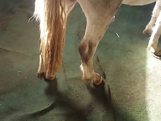 Boner Vid