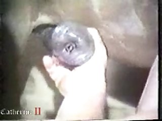 Animalpornrocks.co