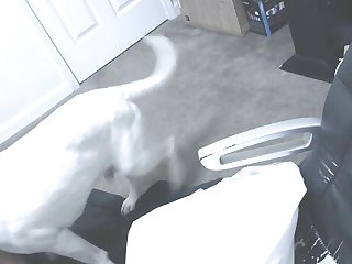 Animal Sex Xxx Free