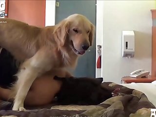 Sexanimal