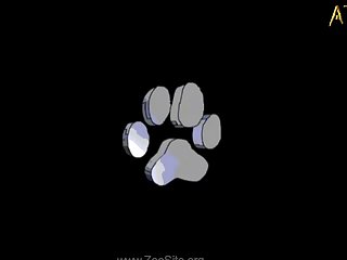Animal Sex Videos Free