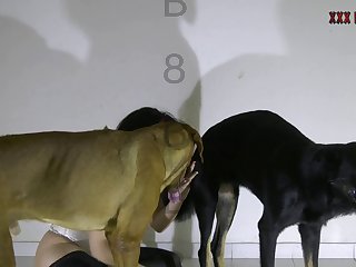 Free Sex Animal Videos