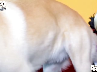 Hd Animal Sex Video