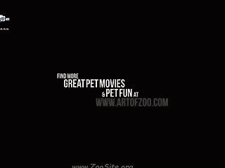 Animal Crossing Animated Sex