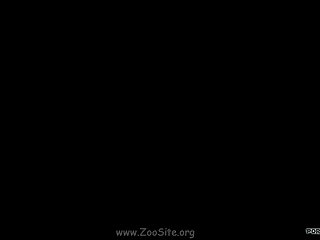 Animal Sex Garil
