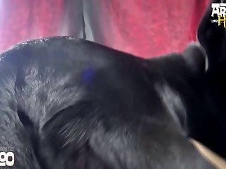 Animal Sex Sex Sex