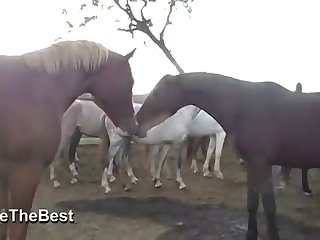 Asked Him If He Had Ever Saw A Woman Fucking A Horse