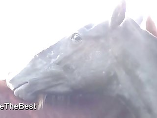 Asked Him If He Had Ever Saw A Woman Fucking A Horse