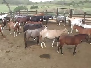 Asked Him If He Had Ever Saw A Woman Fucking A Horse