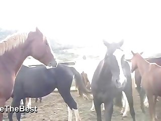 Asked Him If He Had Ever Saw A Woman Fucking A Horse