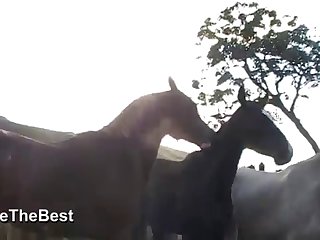 Asked Him If He Had Ever Saw A Woman Fucking A Horse