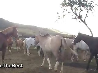 Asked Him If He Had Ever Saw A Woman Fucking A Horse