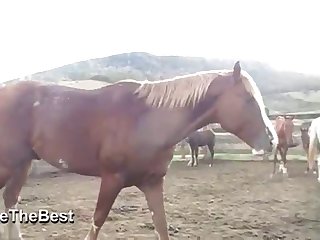 Asked Him If He Had Ever Saw A Woman Fucking A Horse