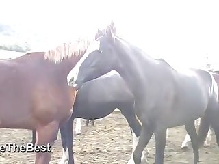 Asked Him If He Had Ever Saw A Woman Fucking A Horse