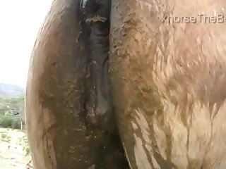 Horses Neck In Her Arms She Could Hold Herself