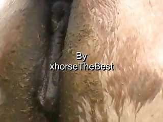Xhorsethebest Xnxx Videos
