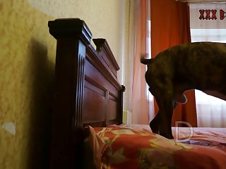 Animal Sex Kink