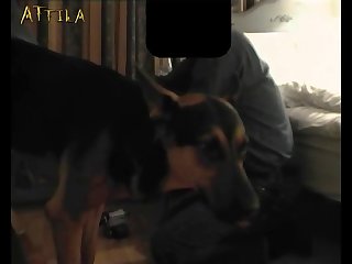 Unwanted Animal Sex