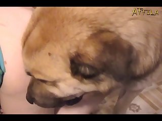 Animal Cat Sex Porn