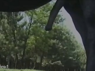 Animal Sex Povidky