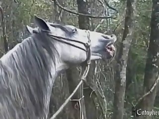 Animal Having Sex With Other Animals