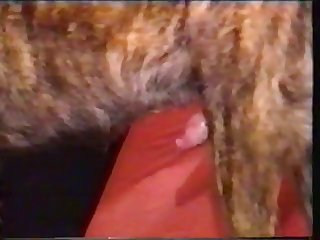 Animal Hindi Movie Sex Seen