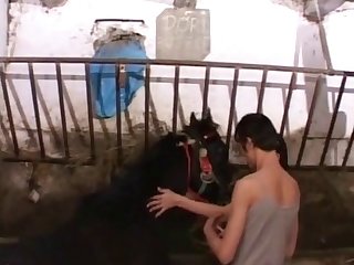 Animal Sex Wi