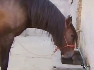 Animal Horse And Girl Sex